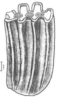 tooth.gif (65978 bytes)