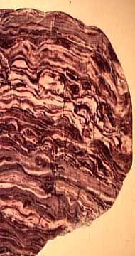Fossil stromatolites have a distinctive layering