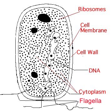 prokaryote1a.jpg (53630 bytes)