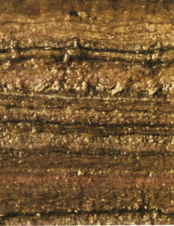 schopf5a.jpg (163698 bytes)